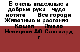 В очень надежные и добрые руки - чудо - котята!!! - Все города Животные и растения » Кошки   . Ямало-Ненецкий АО,Салехард г.